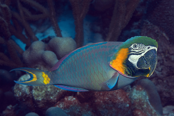 Parrotfish via Uncyclopedia